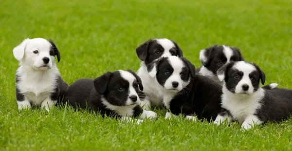Is Dog Breeding Business Profitable in India?